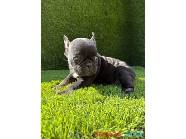 Francuski Buldog PRELEPI &scaron;tenci