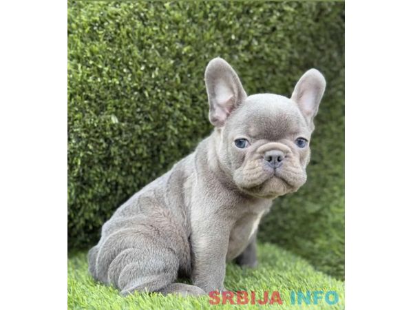 Francuski Buldog PRELEPI &scaron;tenci