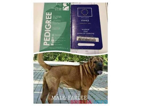 Kineski SAR-PEI stenci sa papirima