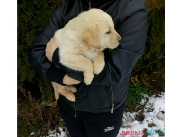 Labrador retriver stene