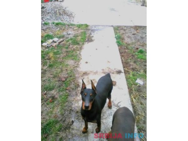 Doberman zenka na prodaju