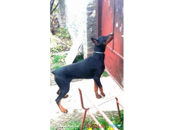 Doberman zenka na prodaju