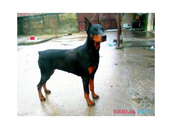 Doberman zenka na prodaju