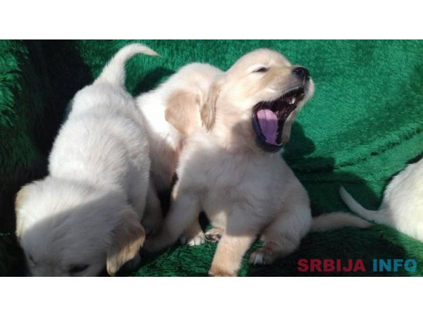 Zlatni retriveri, stenad