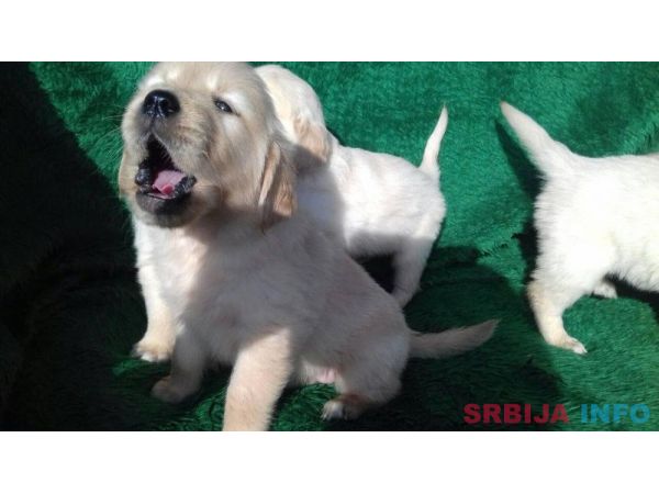 Zlatni retriveri, stenad