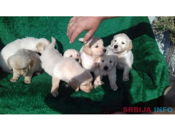 Zlatni retriveri, stenad