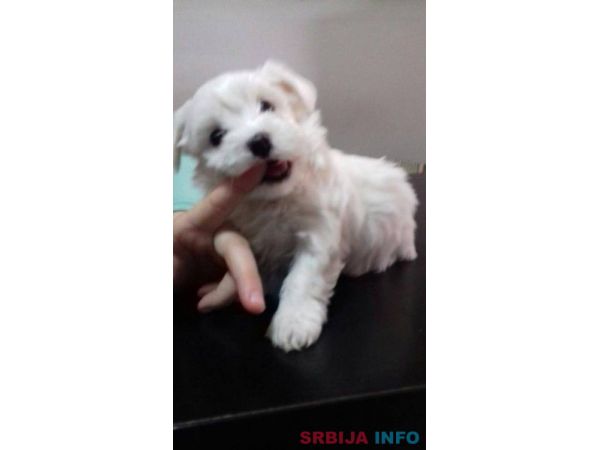 Maltezer stenci na prodaju