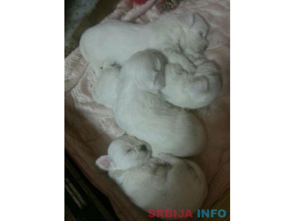 Maltezer stenci na prodaju