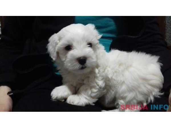 Maltezer stenci na prodaju