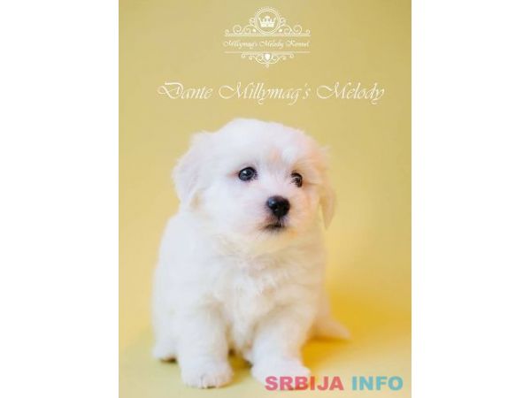 Coton de TULEAR stenci