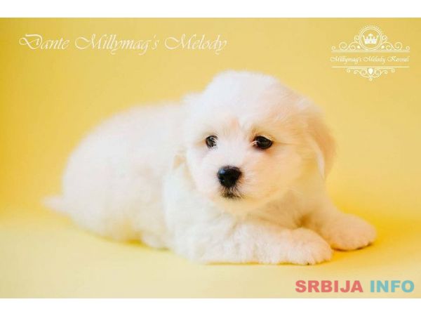 Coton de TULEAR stenci