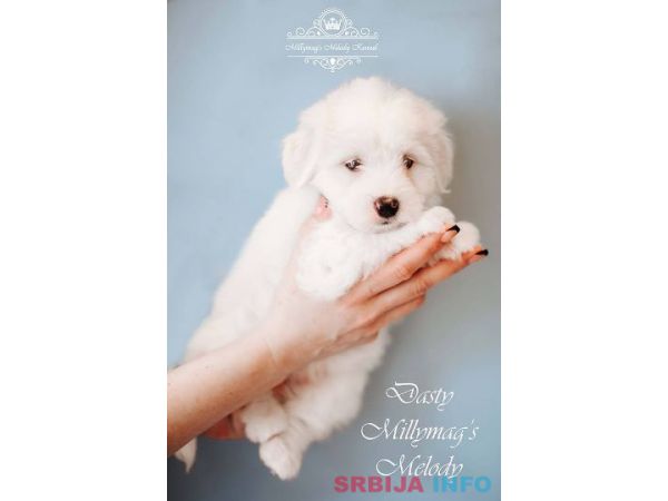 Coton de TULEAR stenci