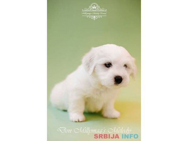 Coton de TULEAR stenci