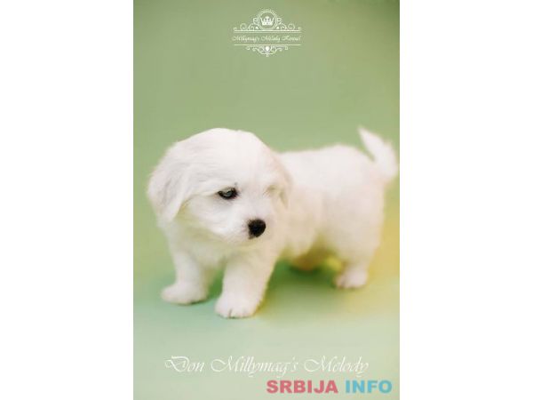 Coton de TULEAR stenci