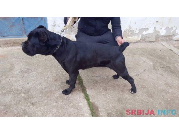 Cane Corso Vrhunska Ženka!