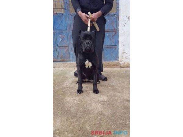 Cane Corso Vrhunska Ženka!