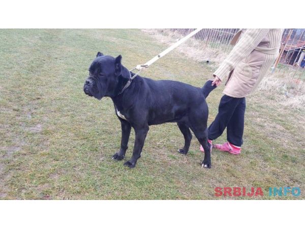 Cane Corso Vrhunska Ženka!