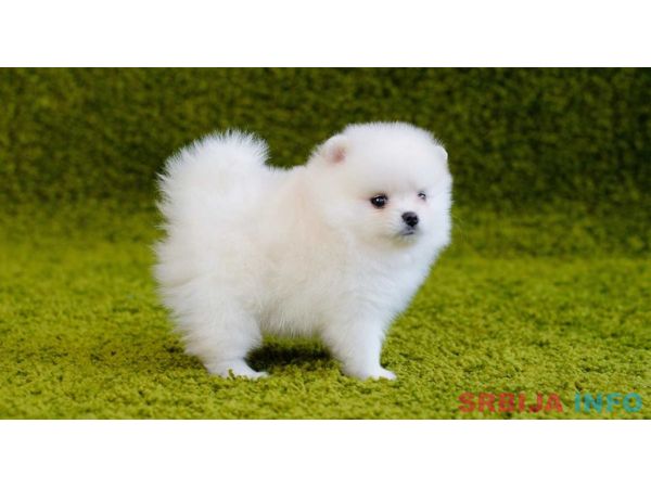 Pomeranski spic