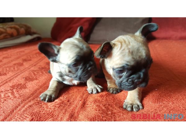 Francuski buldog &scaron;tenci