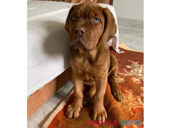 Bordo&scaron;ka doga &scaron;tene