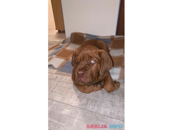 Bordo&scaron;ka doga &scaron;tene