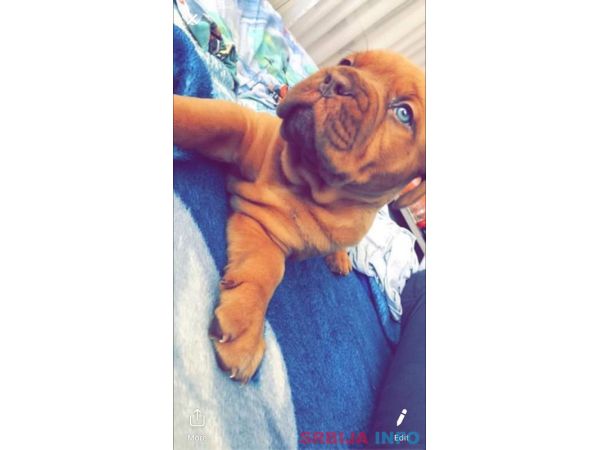 Bordo&scaron;ka doga &scaron;tene