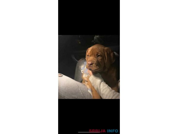 Bordo&scaron;ka doga &scaron;tene