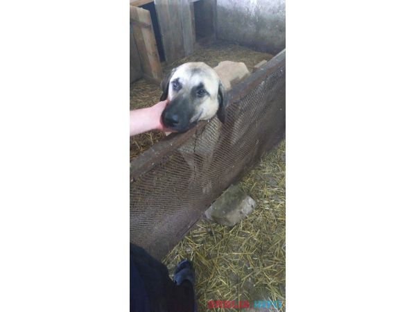 Kangal stenci