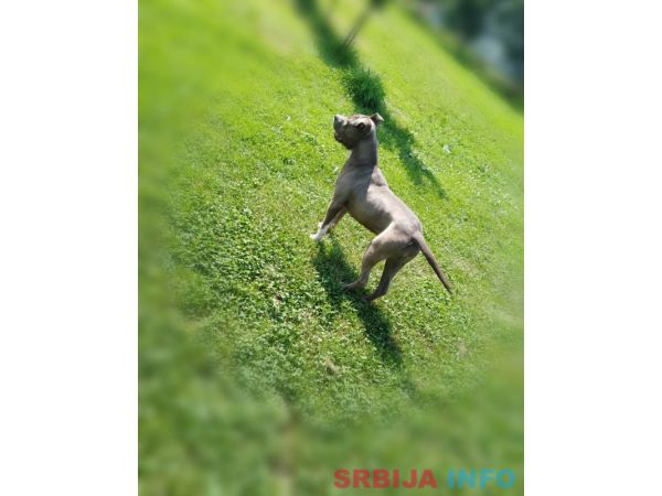 Americki stafordski terijer ženke