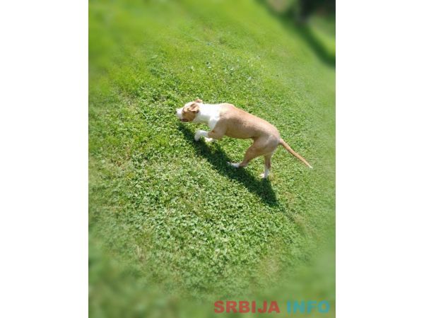 Americki stafordski terijer ženke