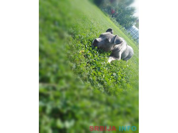 Americki stafordski terijer ženke