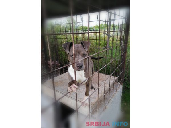 Americki stafordski terijer ženke