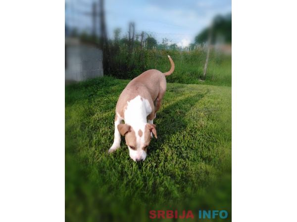 Americki stafordski terijer ženke