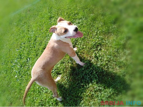 Americki stafordski terijer ženke