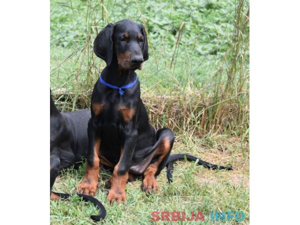 Stenci dobermana na prodaju