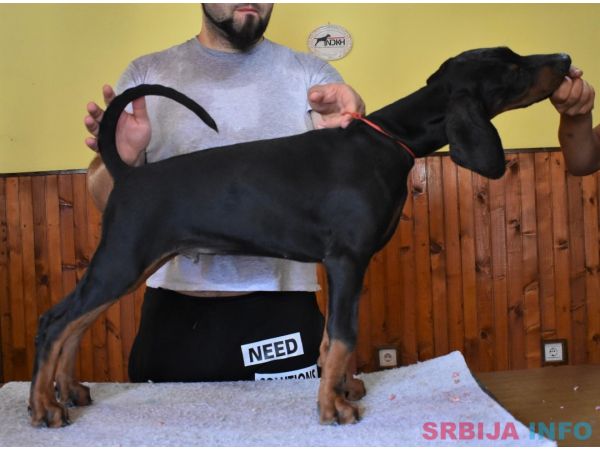 Stenci dobermana na prodaju