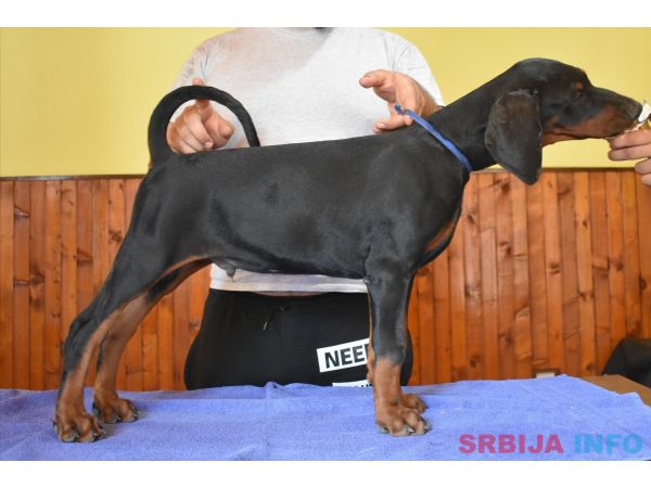 Stenci dobermana na prodaju