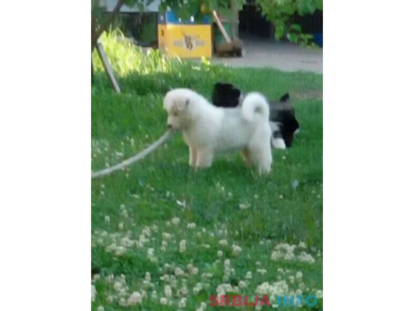 Američka akita &scaron;tenci