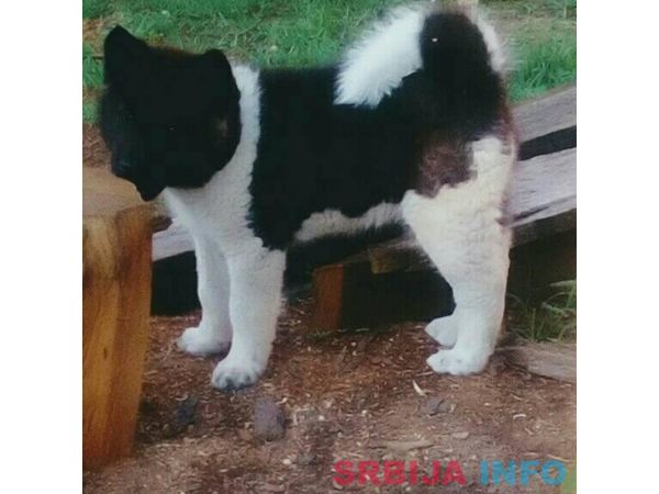 Američka akita &scaron;tenci