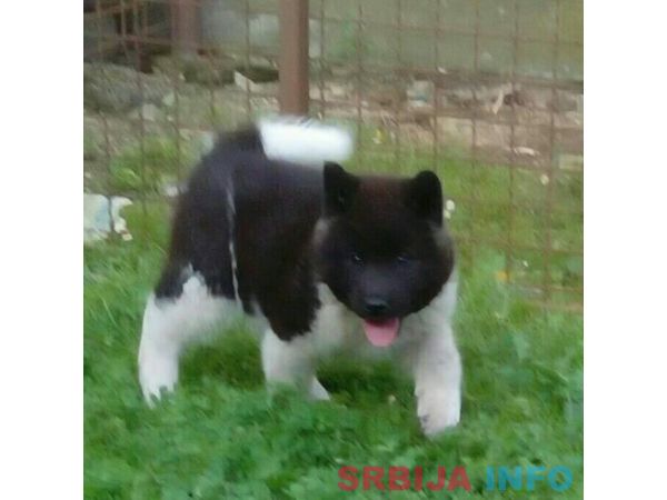 Američka akita &scaron;tenci
