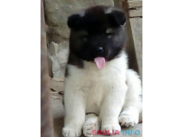 Američka akita &scaron;tenci
