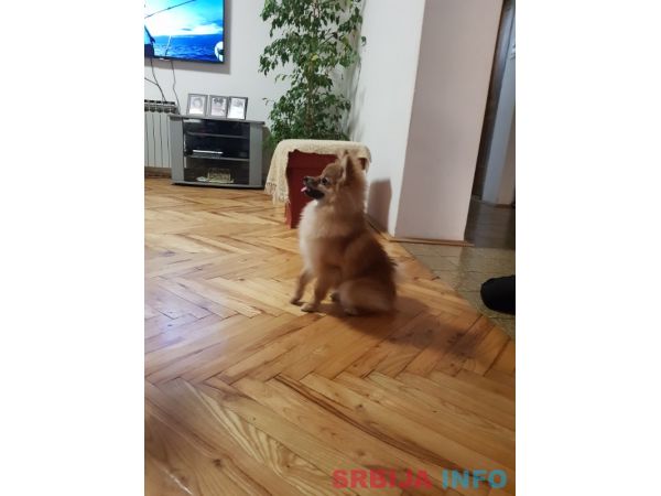 Pomeranac zenka