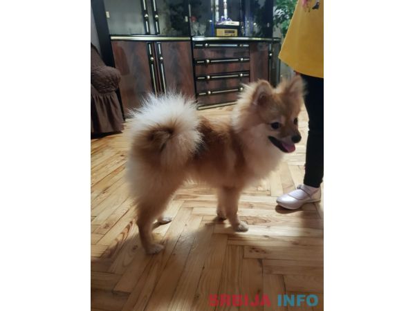 Pomeranac zenka