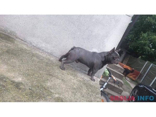 Plavi francuski buldog