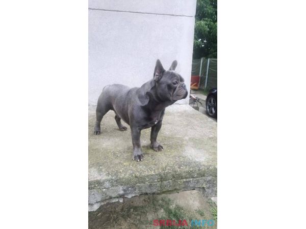 Plavi francuski buldog