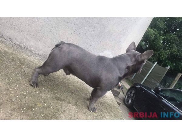 Plavi francuski buldog