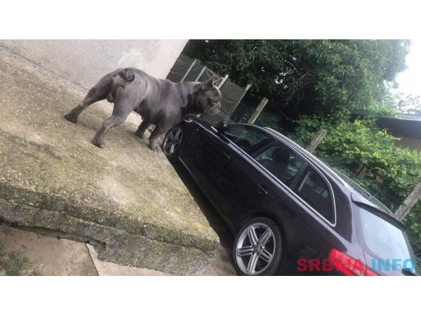 Plavi francuski buldog