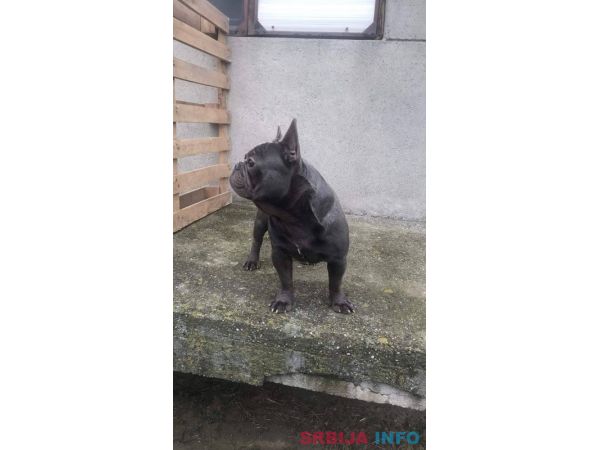 Plavi francuski buldog