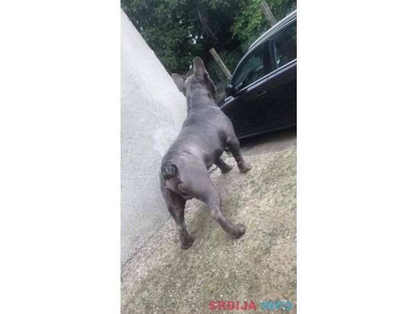 Plavi francuski buldog