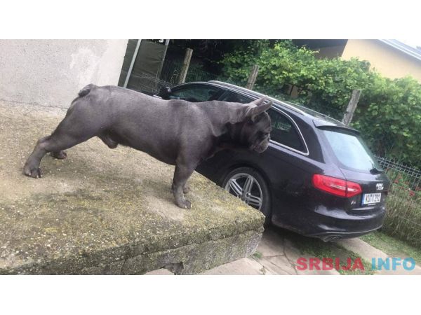 Plavi francuski buldog